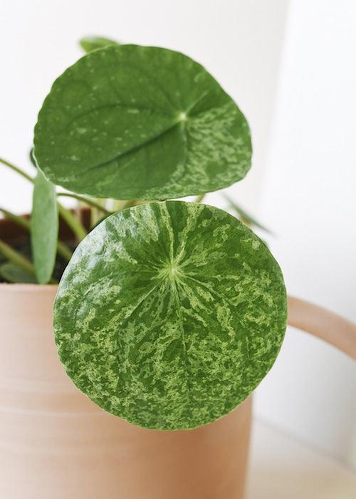 Healthy Pilea Peperomioides 'Mojito'M. A perfect pilea peperomioides 'mojito'm for your indoor houseplant collection.