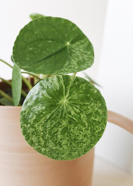 Pilea Peperomioides 'Mojito'M