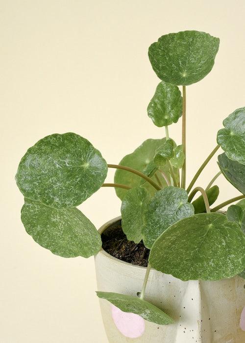 Pilea Sugar – Medium, Approx. 20.0cm height – 13.0cm Pot 2