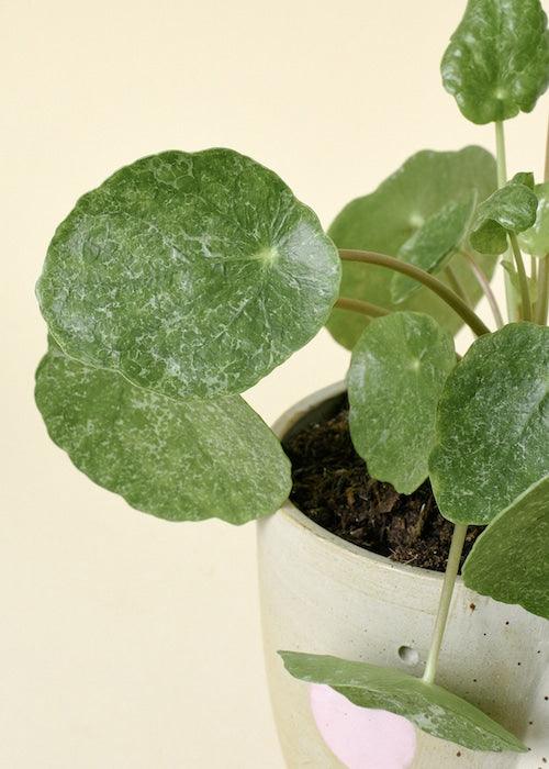 Pilea Sugar – Medium, Approx. 20.0cm height – 13.0cm Pot 3