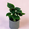 Baby Pilea ‘Moon Valley’ in gray pot with textured, deep green leaves and crinkled surface against a soft pink background.
