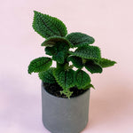 Baby Pilea ‘Moon Valley’ in gray pot with textured, deep green leaves and crinkled surface against a soft pink background.
