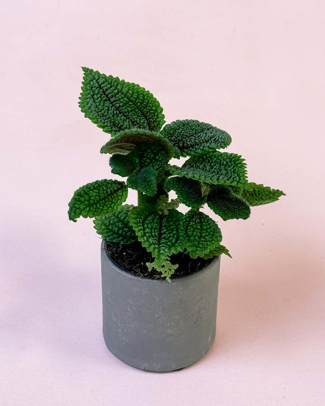 Baby Pilea ‘Moon Valley’ in gray pot with textured, deep green leaves and crinkled surface against a soft pink background.
