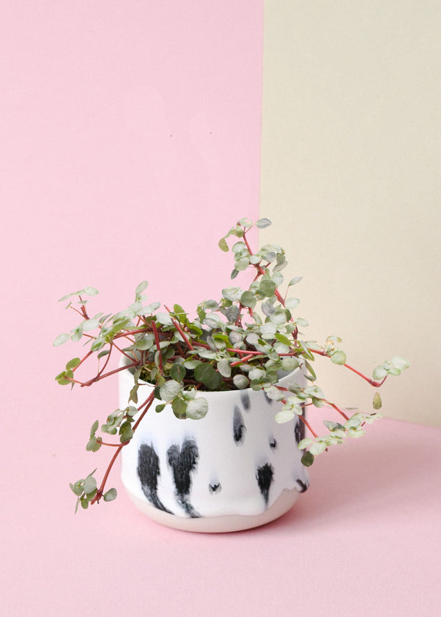 Pilea libanensis 'Greyzy' ('Silver Sparkles') Medium