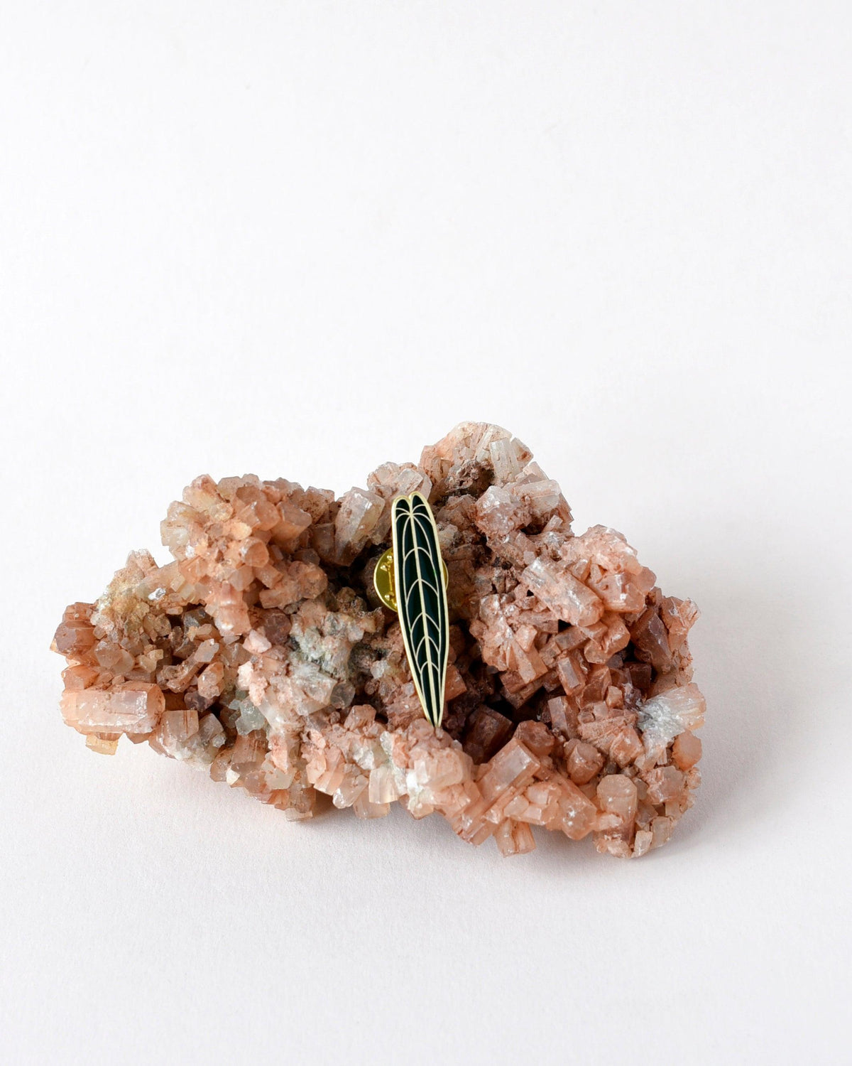 Anthurium Warocqueanum Pin – Made in the EU | Plant Circle Exclusive -  Plant Circle.