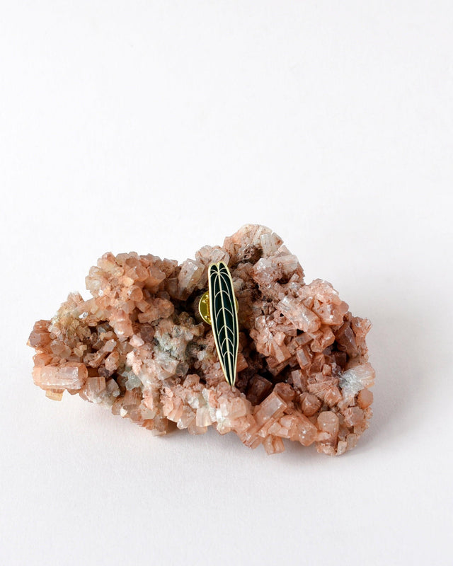 Anthurium Warocqueanum Pin – Made in the EU | Plant Circle Exclusive -  Plant Circle.