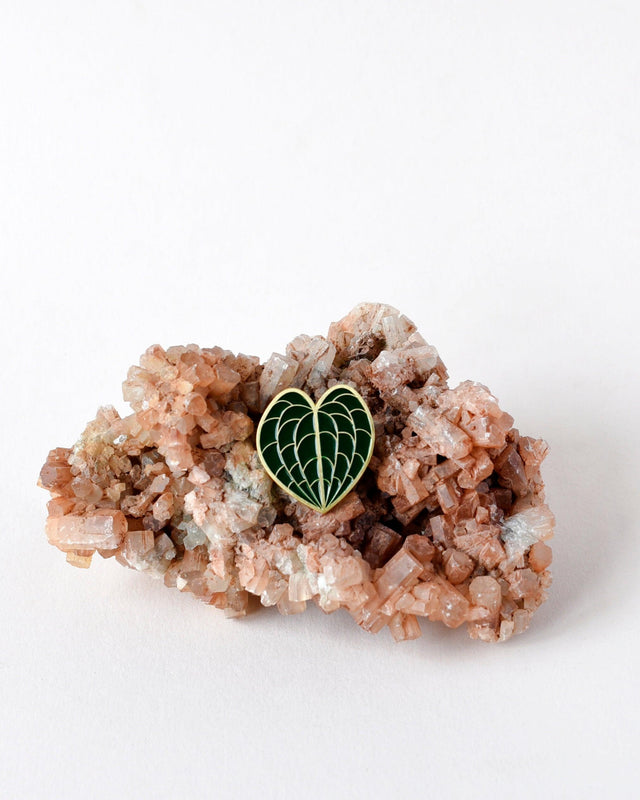 Anthurium Clarinervium Pin – Made in the EU | Plant Circle Exclusive -  Plant Circle.