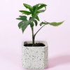 Healthy Alocasia Brancifolia 'Pink Passion' Baby in small terrazzo plant pot