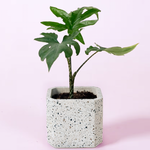 Healthy Alocasia Brancifolia 'Pink Passion' Baby in small terrazzo plant pot