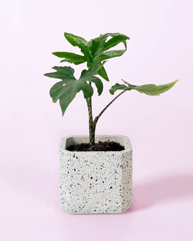 Healthy Alocasia Brancifolia 'Pink Passion' Baby in small terrazzo plant pot