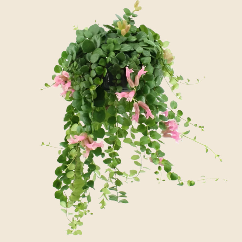 Aeschynanthus radicans ‘Pink Polka’ Large -  Plant Circle.