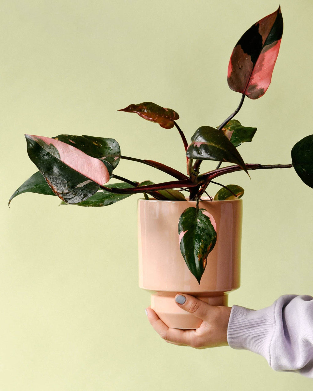 Philodendron Pink Princess with bright pink variegation displayed in a peach pot against a warm background.