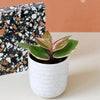 hoya pink flamingo baby