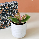 hoya pink flamingo baby