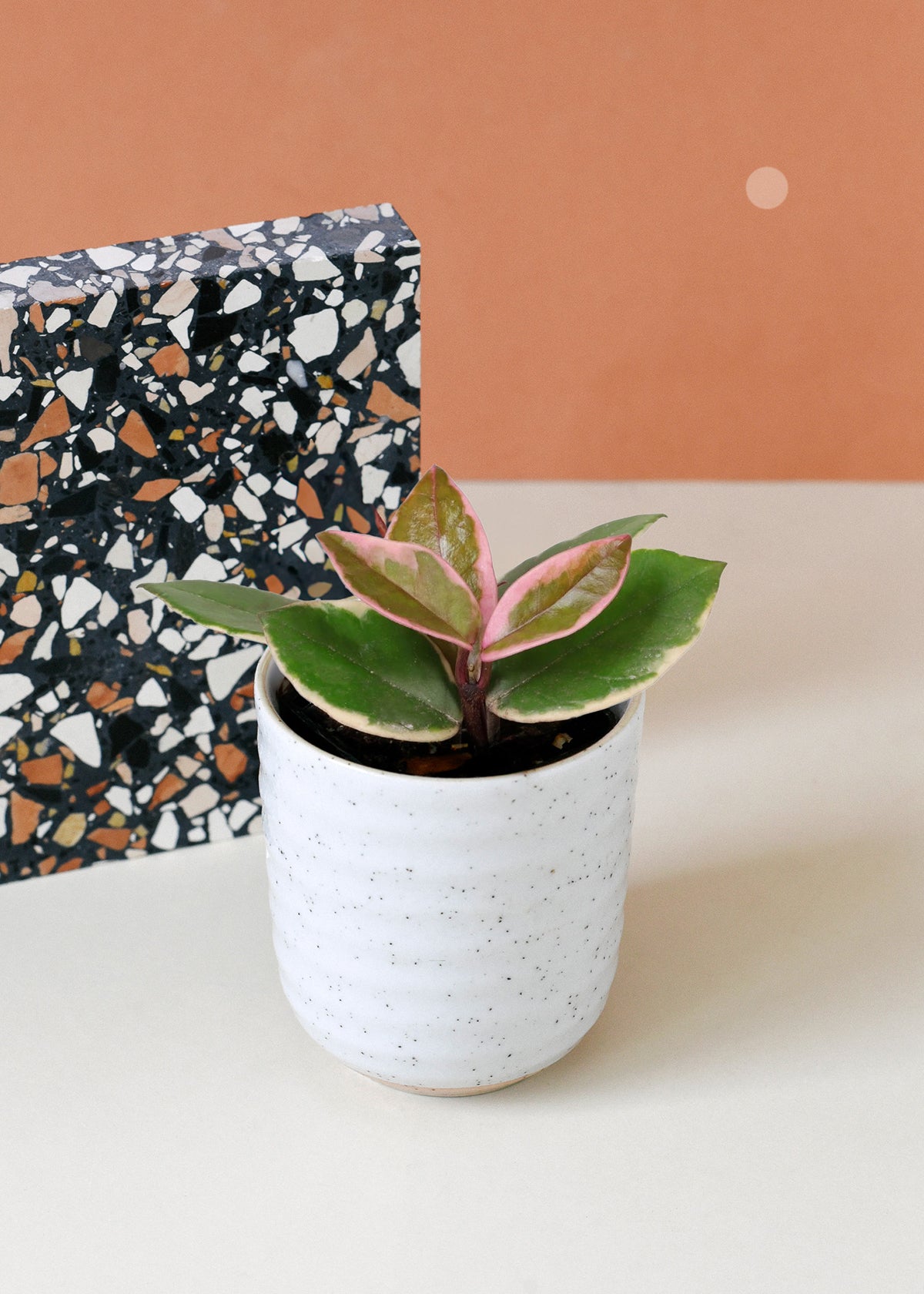 hoya pink flamingo baby