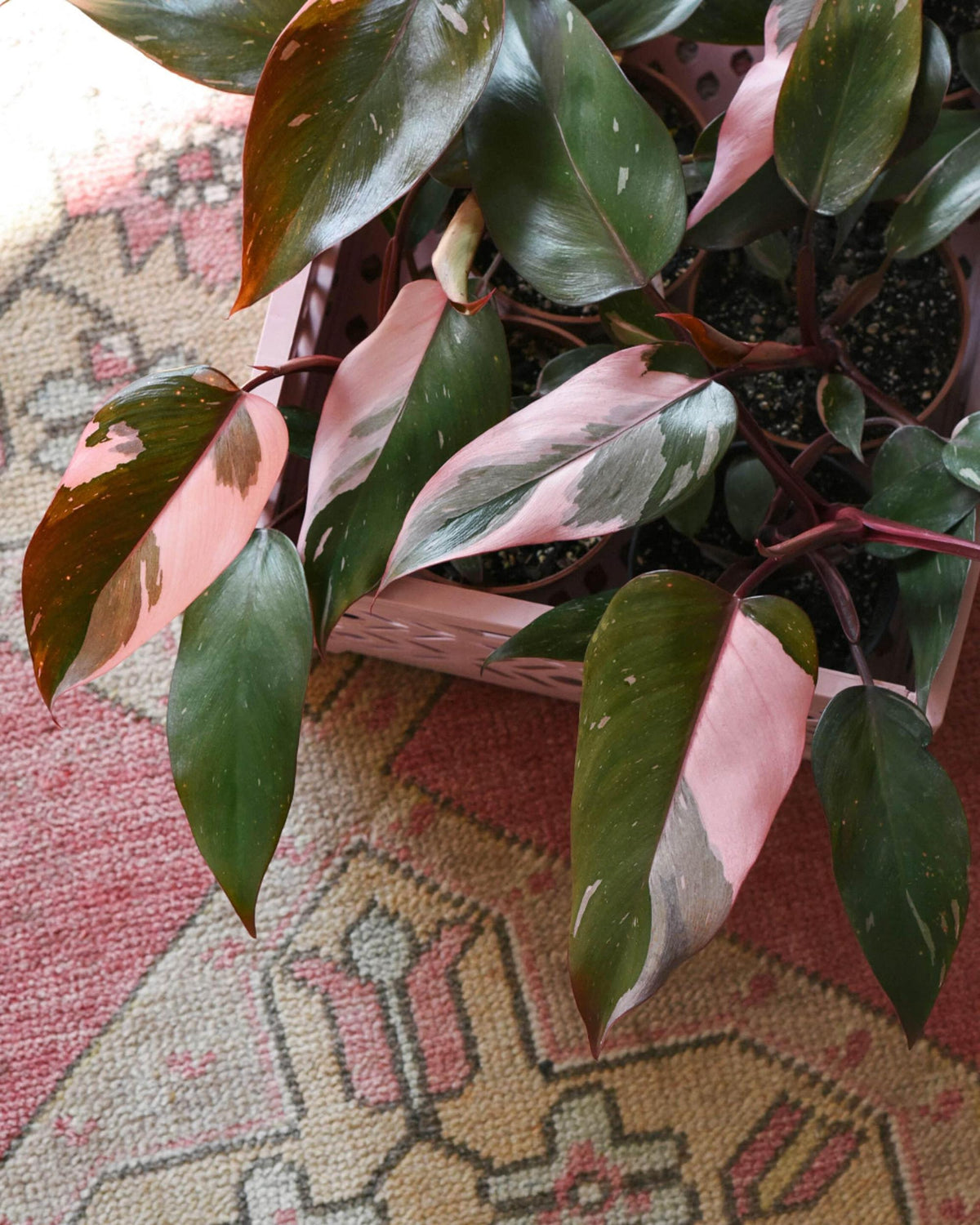 Top-down view of Philodendron Pink Princess showing strong pink variegation on multiple leaves.