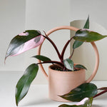Philodendron Pink Princess