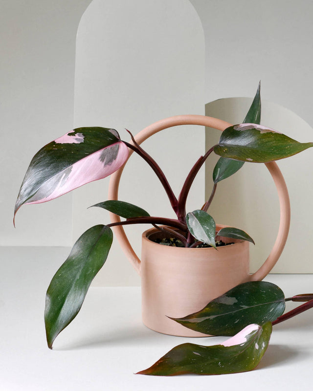 Healthy Philodendron Pink Princess in a terracotta watering-can planter, showing vibrant pink variegation on dark green leaves.