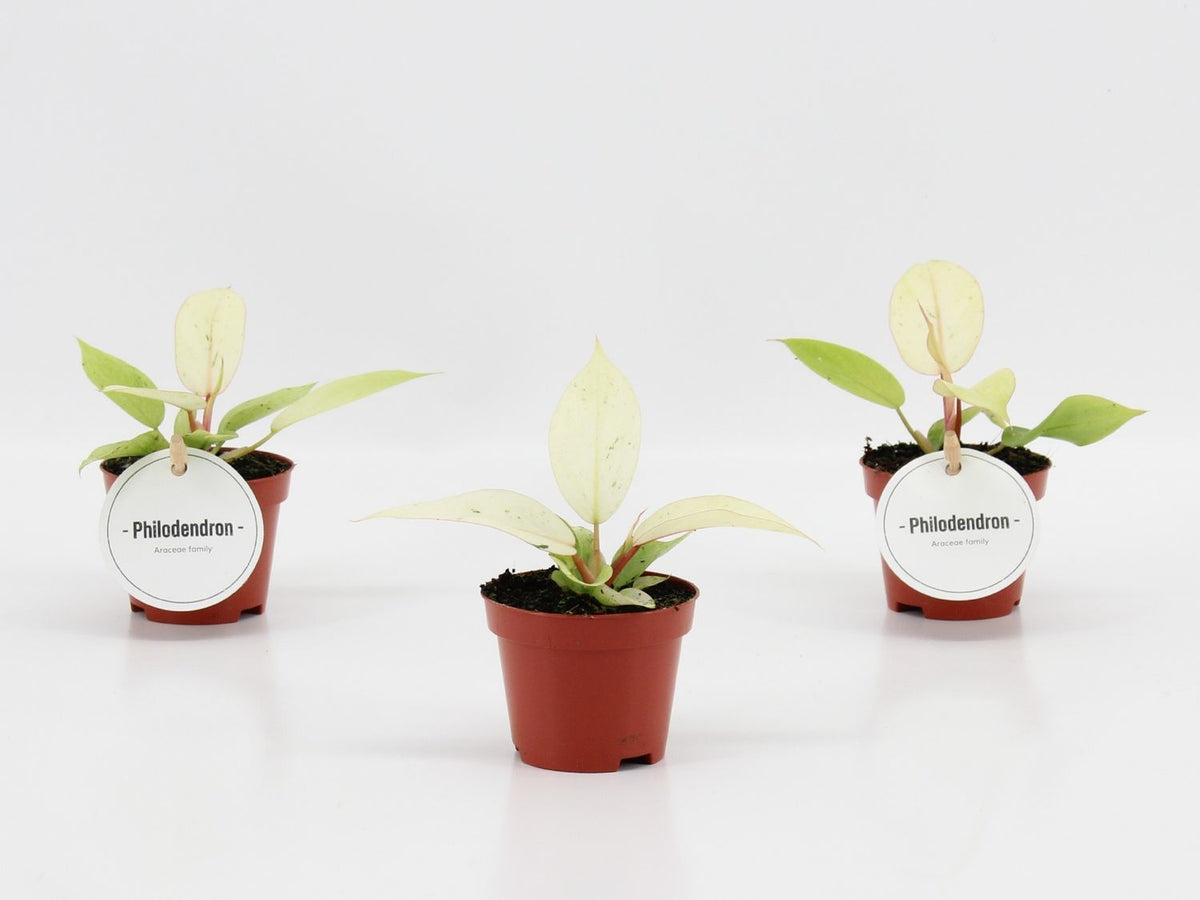 Philodendron 'Snowdrift'