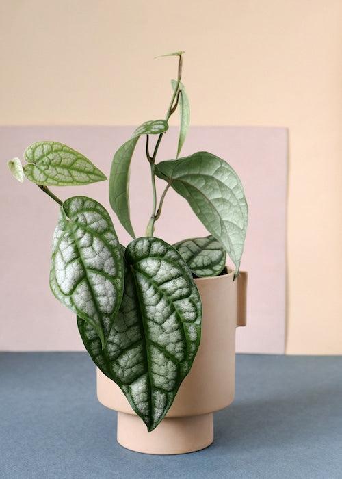 Piper Sylvaticum – Medium, Approx. 30.0cm height – 12.0cm Pot 2