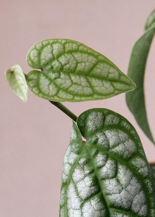 Piper Sylvaticum – Medium, Approx. 30.0cm height – 12.0cm Pot Default Title 1