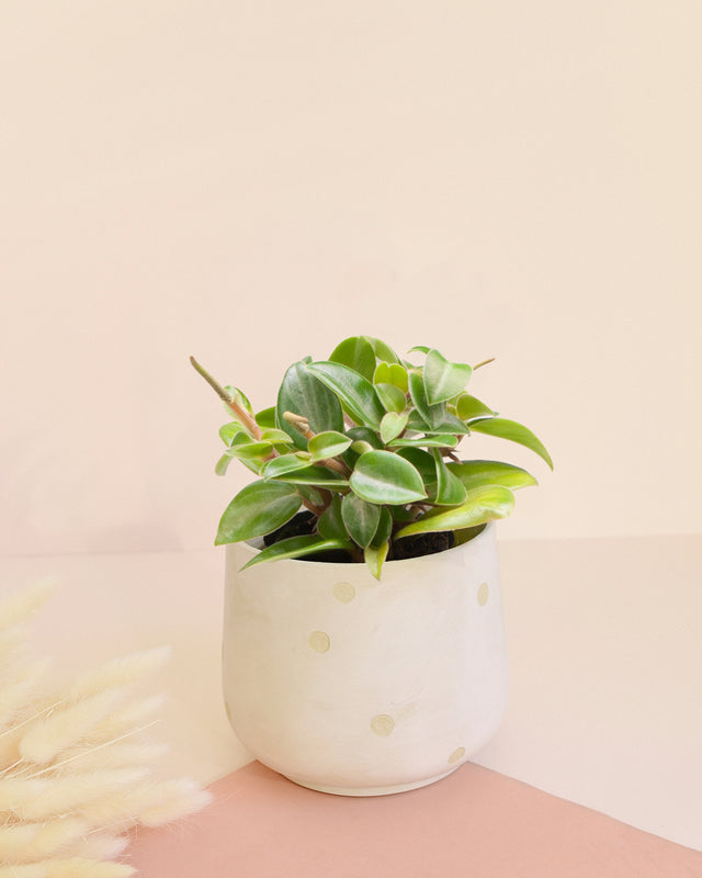 Peperomia orba 'Pixie' Baby