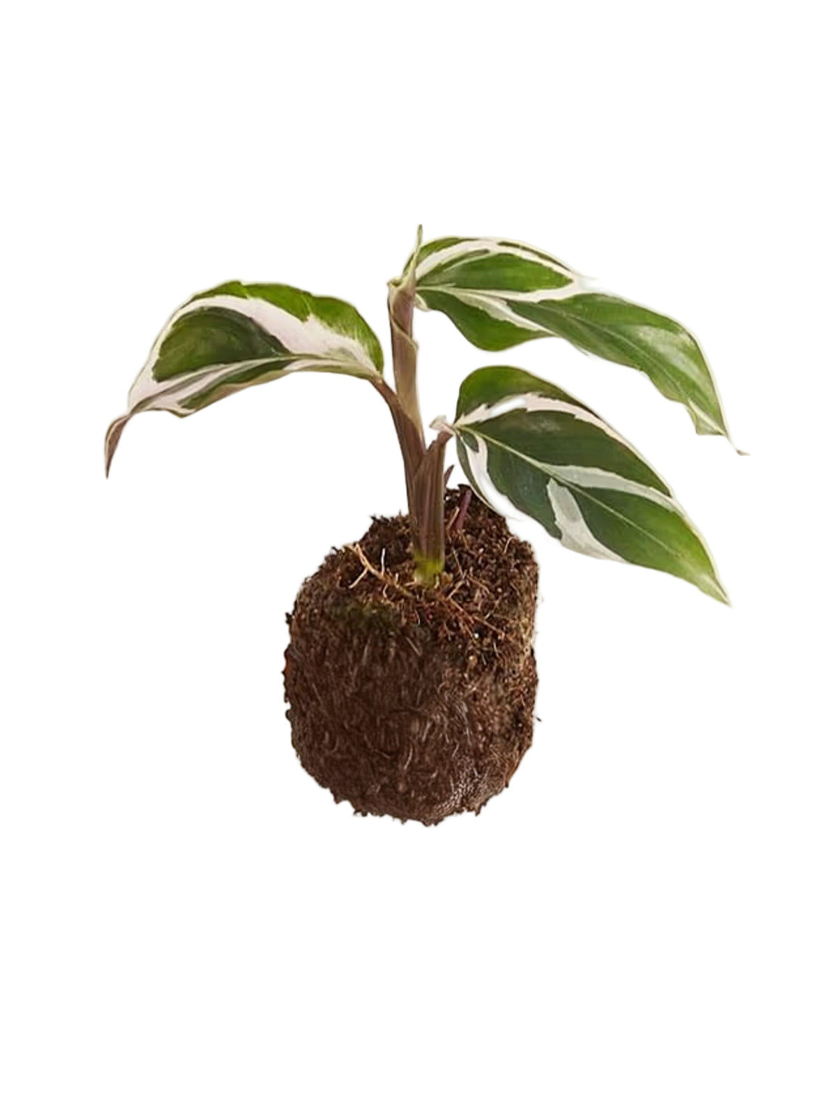 Goeppertia (Calathea) lietzei 'White fusion' Plug