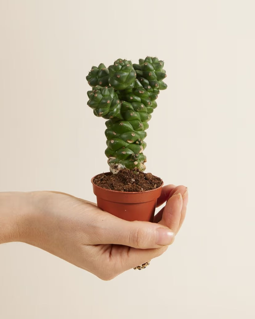 Euphorbia ritchiei (Cowboy Cactus) baby plant held in hand for scale in a 6 cm nursery pot