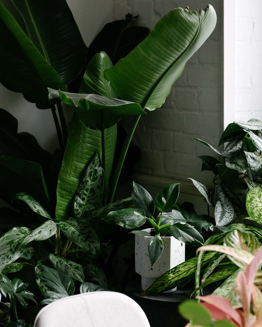Tropical Plant Collection
