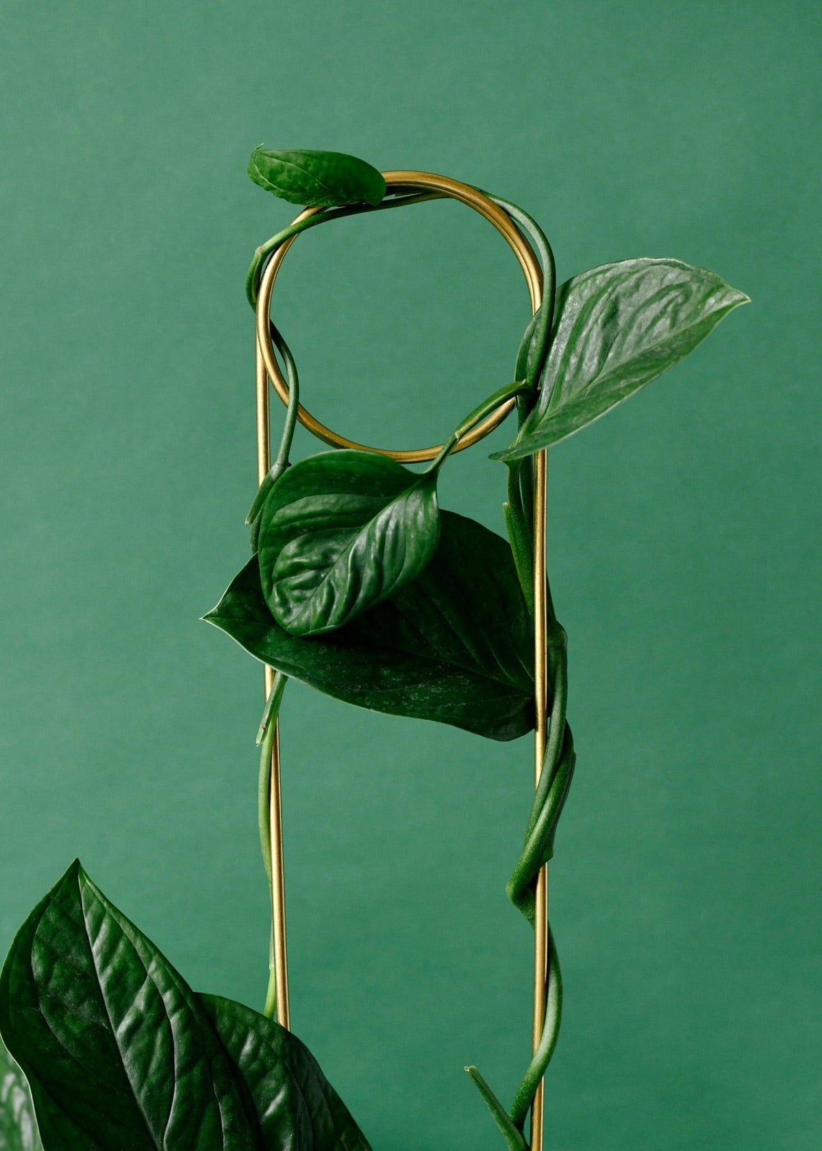 plant hanging stakes Golden Plant Stake Pin 70cm