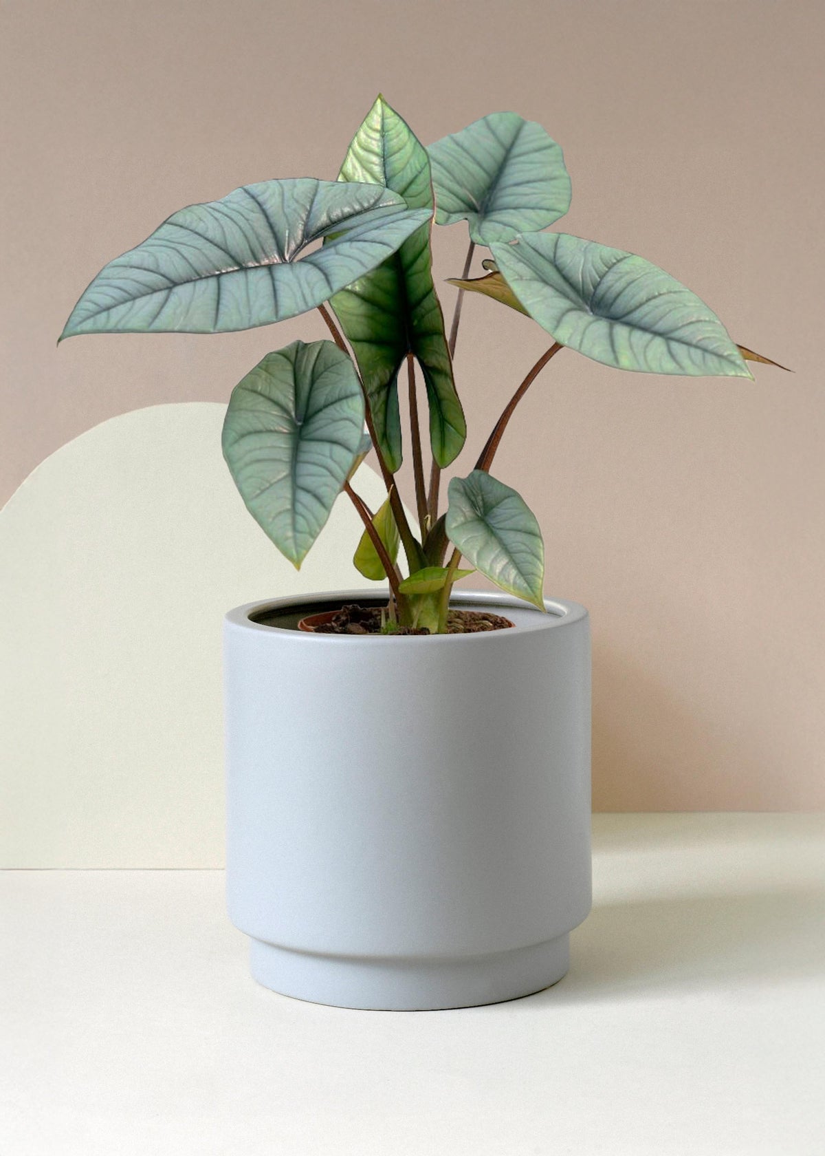 Alocasia 'Platinum' M -  Plant Circle.