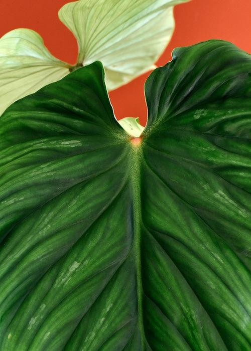 Philodendron Plowmanii – Medium, Approx. 50.0cm height – 15.0cm Pot 2