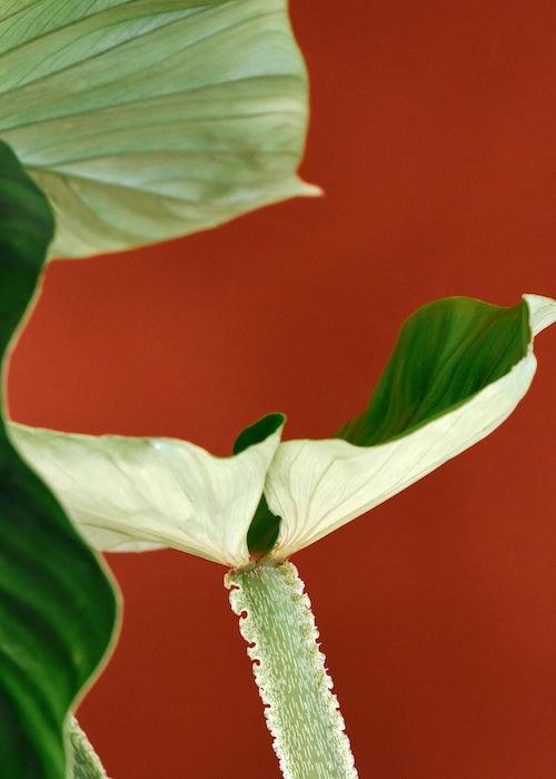 Philodendron Plowmanii – Medium, Approx. 50.0cm height – 15.0cm Pot 3