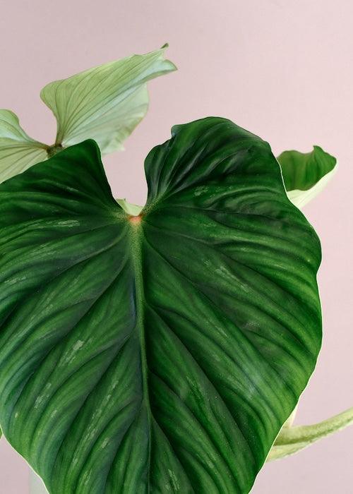 Philodendron Plowmanii – Medium, Approx. 50.0cm height – 15.0cm Pot 4