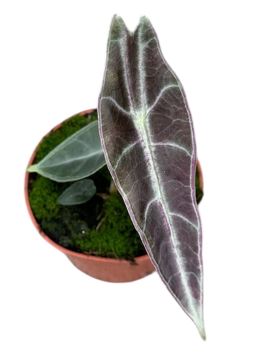 alocacsia longiloba purple