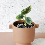 Terracotta planter with a baby alocasia reversa plant on a speckled surface