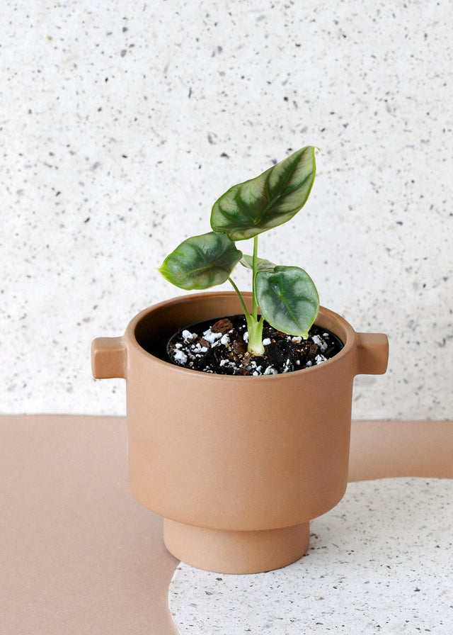 Terracotta planter with a baby alocasia reversa plant on a speckled surface