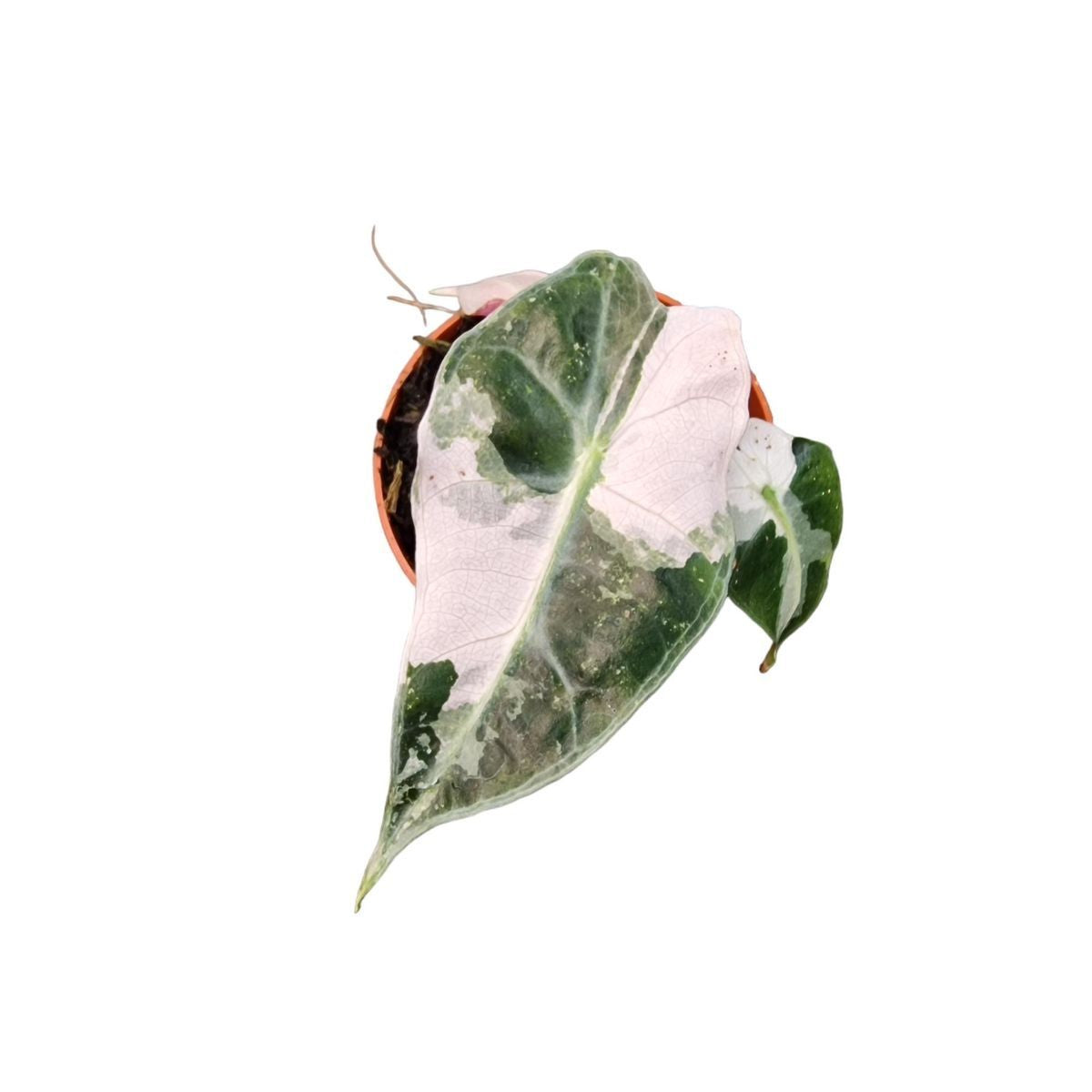 alocasia polly variegata 