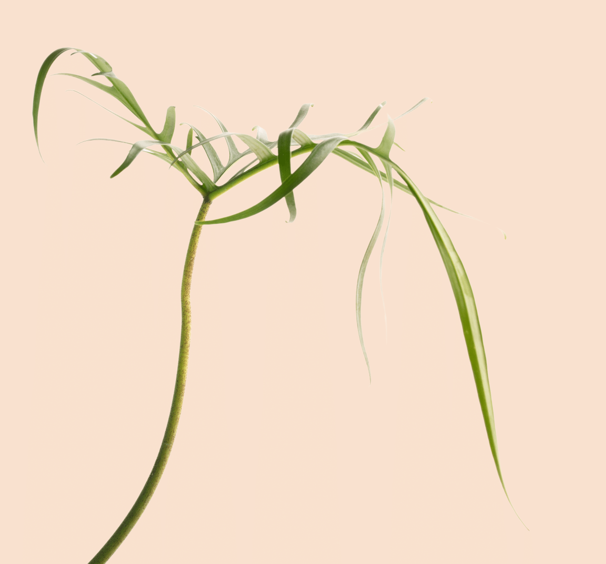 Philodendron Polypodioden Groß