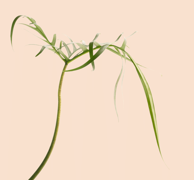 Philodendron Polypodiodes Large