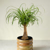 Beaucarnea Recurvata (Ponytail Palm) Medium
