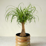 Beaucarnea Recurvata (Ponytail Palm) Medium