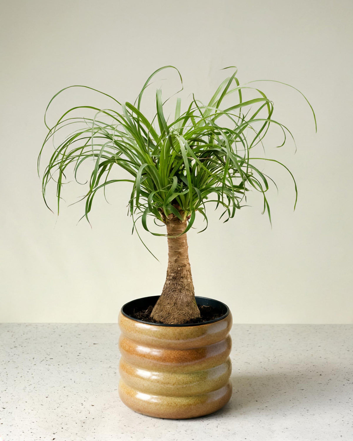 small plant pots palm size Beaucarnea Recurvata (Ponytail Palm) Medium