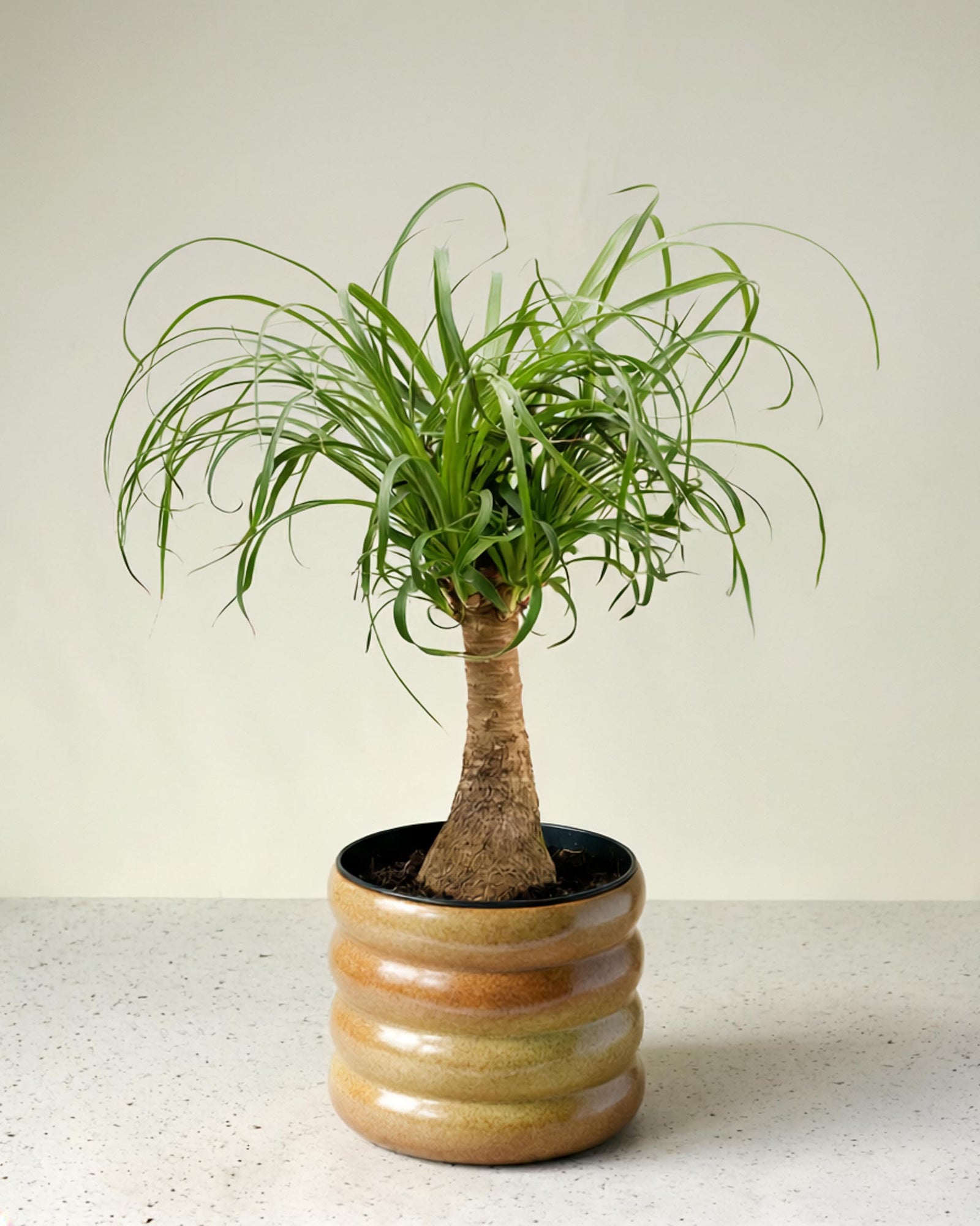 Beaucarnea Recurvata (Ponytail Palm) Medium