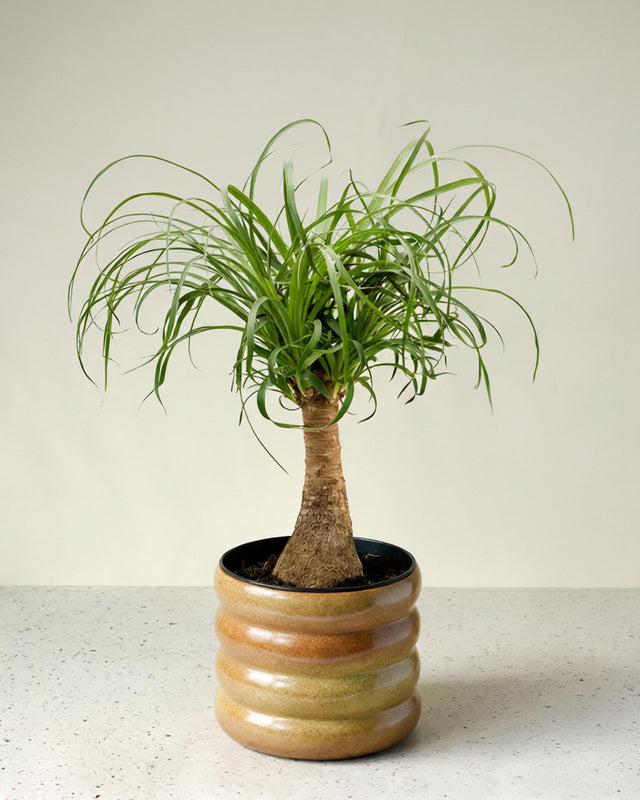 Beaucarnea Recurvata (Ponytail Palm) Medium