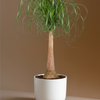 Beaucarnea Recurvata (Ponytail Palm) XL