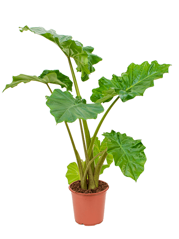 Alocasia 'Thunder Waves' ('Portodora') XL