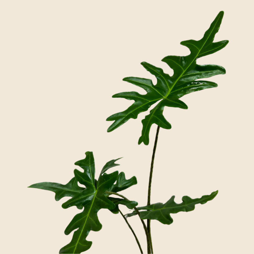 Alocasia Portei detail of leaves on a neutral background
