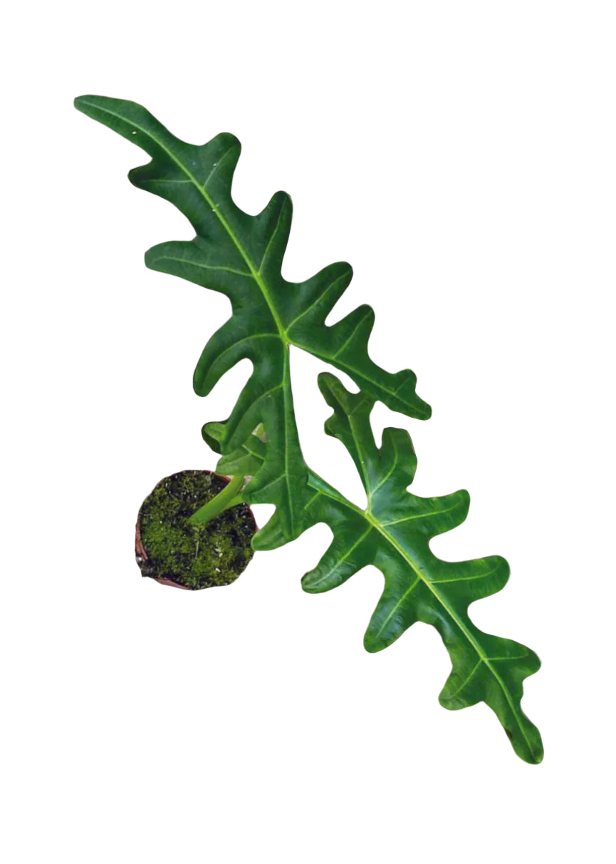 Alocasia Portei 