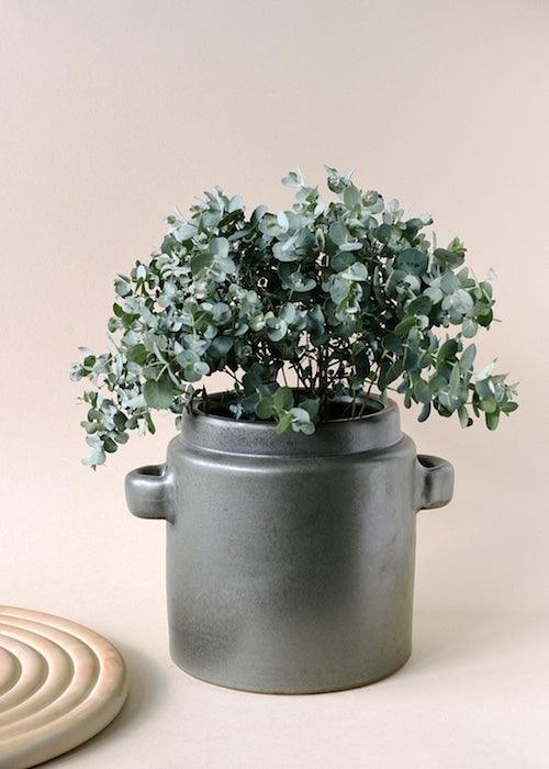 Eucalyptus Gunnii L – Large, Approx. 50.0cm height – 19.0cm Pot Default Title